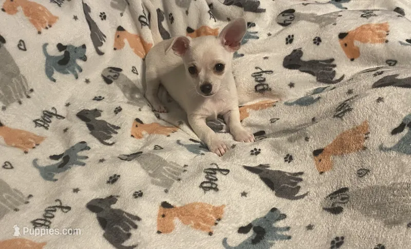 Smo – Chihuahua puppy for sale in Seminole, OK