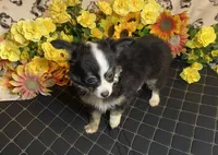 Brooklyn ( Olivia C # 3 ), a female Chihuahua for sale in Seminole, OK – 3 of 6