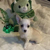 Olivia C. #4, a male Chihuahua for sale in Seminole, OK – Photo 4 of 6