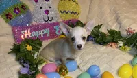Olivia C. #4, a male Chihuahua for sale in Seminole, OK – Photo 6 of 7