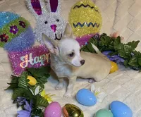Olivia C. #4, a male Chihuahua for sale in Seminole, OK – Photo 3 of 7