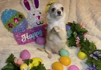 Olivia C. #4, a male Chihuahua for sale in Seminole, OK – Photo 2 of 6