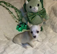 Olivia C. #4, a male Chihuahua for sale in Seminole, OK – Photo 6 of 6