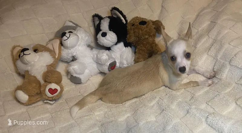 Olivia C. #4 – Chihuahua puppy for sale in Seminole, OK