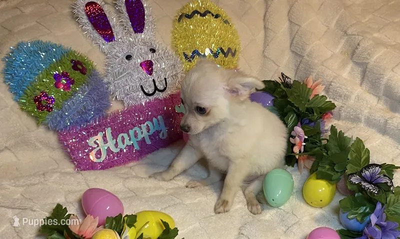Olivia C. #4 – Chihuahua puppy for sale in Seminole, OK