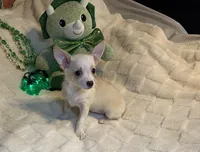 Olivia C. #4, a male Chihuahua for sale in Seminole, OK – Photo 5 of 6