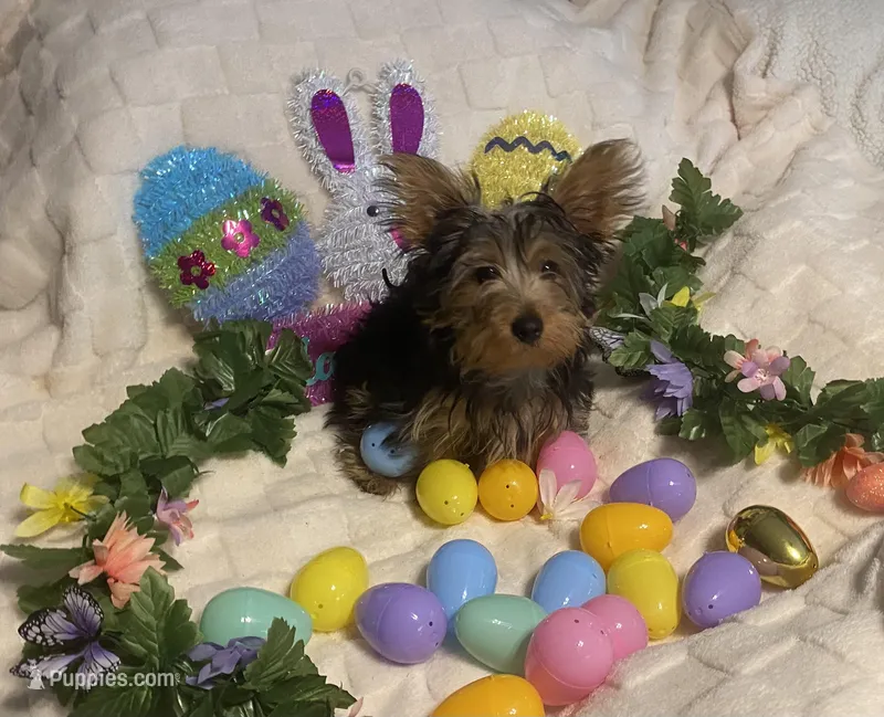 Olivia Y. # 2 – Yorkshire Terrier puppy for sale in Seminole, OK