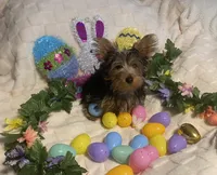 Olivia Y. # 2, a male Yorkshire Terrier for sale in Seminole, OK – Photo 1 of 8