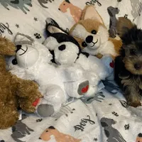 Olivia # 2, a male Yorkshire Terrier for sale in Seminole, OK – Photo 3 of 3