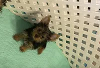 Olivia Y. # 2, a male Yorkshire Terrier for sale in Seminole, OK – Photo 4 of 8