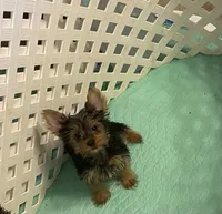 Olivia Y. # 2, a male Yorkshire Terrier for sale in Seminole, OK – Photo 6 of 8