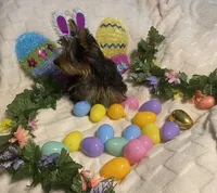 Olivia Y. # 2, a male Yorkshire Terrier for sale in Seminole, OK – Photo 2 of 8