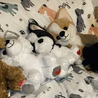 Olivia # 2, a male Yorkshire Terrier for sale in Seminole, OK – Photo 1 of 3