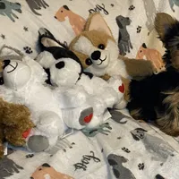 Olivia # 2, a male Yorkshire Terrier for sale in Seminole, OK – Photo 2 of 3