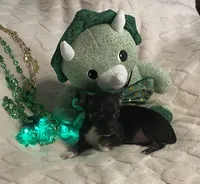 Lydia. # 3, a female Chihuahua for sale in Seminole, OK – Photo 6 of 6