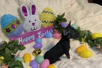 Lydia. # 3, a female Chihuahua for sale in Seminole, OK – Photo 2 of 6