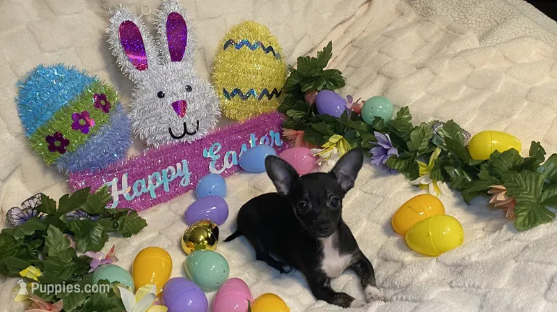 Lydia. # 3 – Chihuahua puppy for sale in Seminole, OK