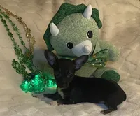 Lydia. # 3, a female Chihuahua for sale in Seminole, OK – Photo 4 of 6