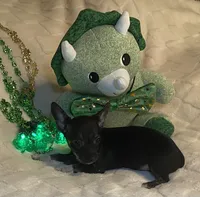 Lydia. # 3, a female Chihuahua for sale in Seminole, OK – Photo 5 of 6