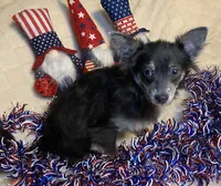 Olivia C.    # 1, a male Chihuahua for sale in Seminole, OK – 9 of 10