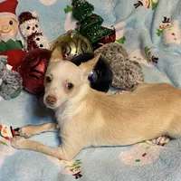 Glenn, a male Chihuahua for sale in Seminole, OK – Photo 7 of 8
