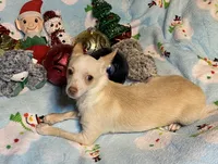 Glenn, a male Chihuahua for sale in Seminole, OK – Photo 7 of 8