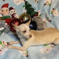 Glenn, a male Chihuahua for sale in Seminole, OK – Photo 5 of 8