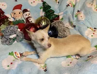 Glenn, a male Chihuahua for sale in Seminole, OK – Photo 5 of 8