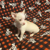 Glenn, a male Chihuahua for sale in Seminole, OK – Photo 3 of 8