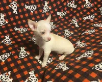 Glenn, a male Chihuahua for sale in Seminole, OK – Photo 3 of 8