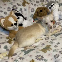 Glenn, a male Chihuahua for sale in Seminole, OK – Photo 8 of 8