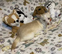 Glenn, a male Chihuahua for sale in Seminole, OK – Photo 8 of 8