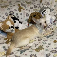 Glenn, a male Chihuahua for sale in Seminole, OK – Photo 1 of 8