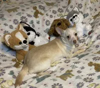 Glenn, a male Chihuahua for sale in Seminole, OK – Photo 1 of 8