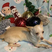 Glenn, a male Chihuahua for sale in Seminole, OK – Photo 2 of 8