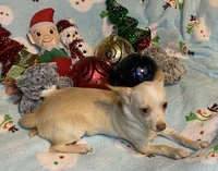 Glenn, a male Chihuahua for sale in Seminole, OK – Photo 2 of 8