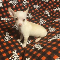 Glenn, a male Chihuahua for sale in Seminole, OK – Photo 6 of 8