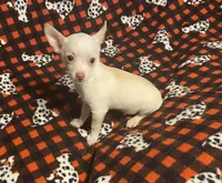 Glenn, a male Chihuahua for sale in Seminole, OK – Photo 6 of 8