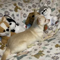 Glenn, a male Chihuahua for sale in Seminole, OK – Photo 4 of 8