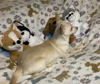 Glenn, a male Chihuahua for sale in Seminole, OK – Photo 4 of 8