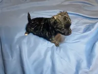 Alfred  Lydia #1, a male Chihuahua for sale in Seminole, OK – 6 of 6