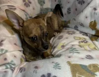Bonnie ( Olivia C. #5 ), a female Chihuahua for sale in Seminole, OK – 6 of 6