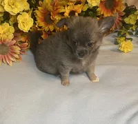 Benson ( Olivia C. # 2 ), a male Chihuahua for sale in Seminole, OK – 6 of 6