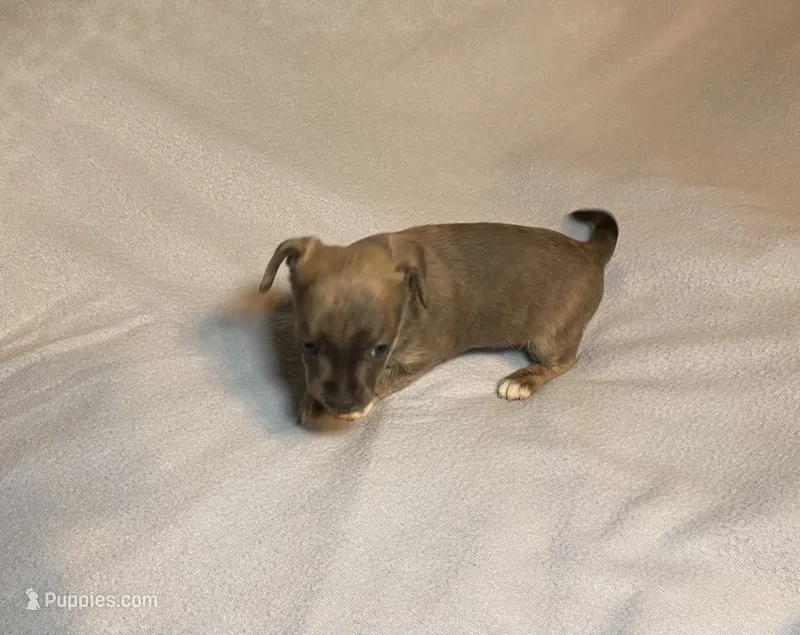 Alexei. Lydia. #2 – Chihuahua puppy for sale in Seminole, OK
