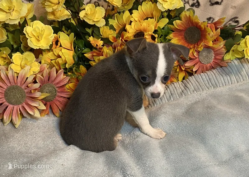 Blaire ( Olivia C # 4 ) – Chihuahua puppy for sale in Seminole, OK