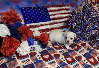 Smo, a male Chihuahua for sale in Seminole, OK – 9 of 9