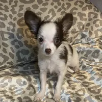 processed/8b020e0f-94c1-4117-acda-e0e8d551265e/listing/81179a85-ab71-4390-ab70-9fd73cd8dbed/1413947e-79f9-435d-a854-64343705125b