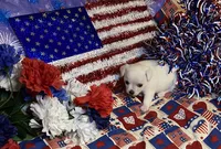 Smo, a male Chihuahua for sale in Seminole, OK – 8 of 9