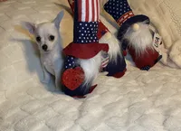 Smo, a male Chihuahua for sale in Seminole, OK – 4 of 9