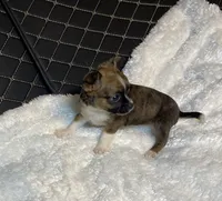 Adara Lydia #3, a female Chihuahua for sale in Seminole, OK – 3 of 6
